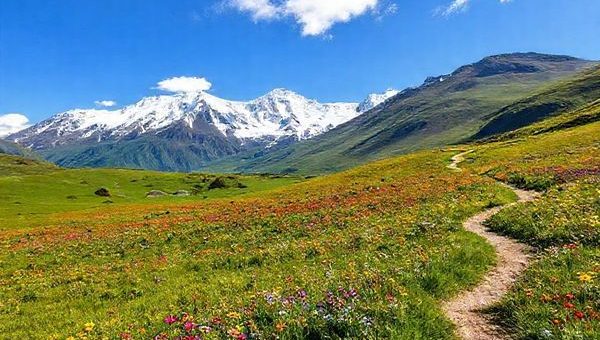 A breathtaking view of the Ben Ohau Range during spring, showcasing vibrant wildflowers blooming across lush green meadows beneath a clear blue sky. Snow-capped peaks rise majestically in the background, while a winding hiking trail invites adventurers to explore the rejuvenated landscape, with delicate clouds drifting lazily overhead.
