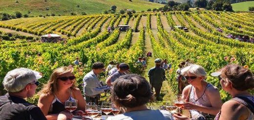 A vibrant vineyard in Kumeu during summer, with colorful blossoms and sun-drenched hills, showcasing tourists enjoying wine tastings while surrounded by lush grapevines and a lively local market in the background. The scene captures the joyful energy of long days, cheerful chatter, and the warmth of the New Zealand sun.