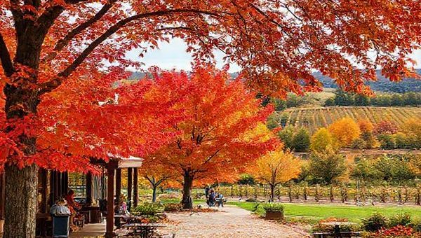 A picturesque scene of Ashburton in autumn, showcasing vibrant amber and crimson leaves against a backdrop of serene parks and vineyards. A cozy café invites visitors to enjoy local delicacies, with a gentle breeze rustling the foliage as people leisurely stroll and capture the beauty of the season.