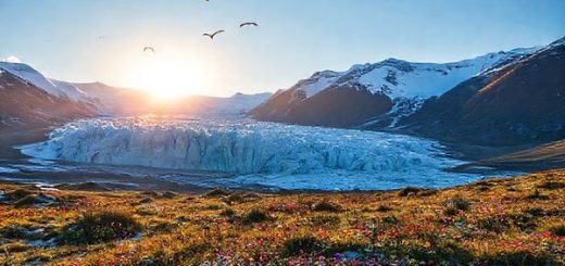 A breathtaking aerial view of the Tasman Glacier during spring, showcasing vibrant wildflowers blooming in colorful meadows, with melting snow revealing intricate ice formations. The sun casts a warm glow over the landscape, illuminating the majestic glacier and surrounding Southern Alps under a clear blue sky, while migratory birds soar above, embodying the essence of nature's renewal.