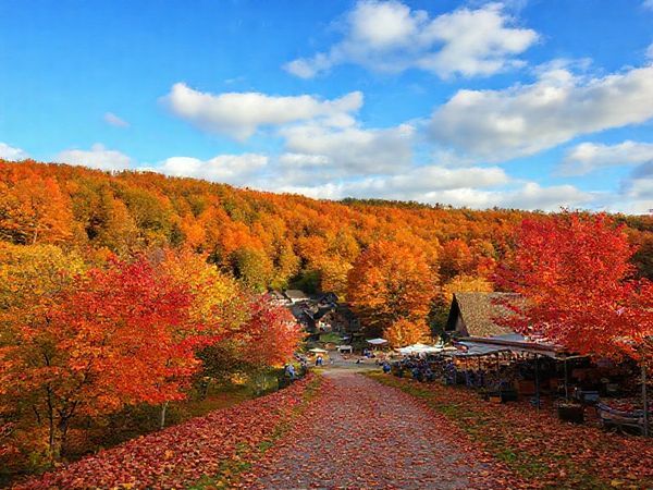 A picturesque landscape of Landkreis Kassel in autumn, showcasing vibrant trees in hues of red, orange, and gold, with a quaint village nestled amidst the forests. A scenic pathway lined with fallen leaves leads to a charming market filled with artisanal crafts and fresh produce, under a crisp blue sky dotted with fluffy white clouds.