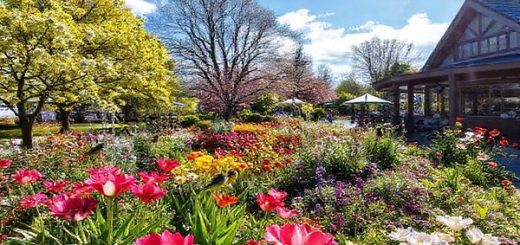 Create a high-definition image depicting the diverse natural beauty of the Manawatū-Whanganui Region in New Zealand, showcasing a vibrant spring scene with blooming gardens at Victoria Esplanade in Palmerston North, surrounded by lush greenery and native birds. Include elements representing the cultural richness of the area, such as local art displays or cozy cafes, all under a bright blue sky with hints of sunshine peeking through the clouds.