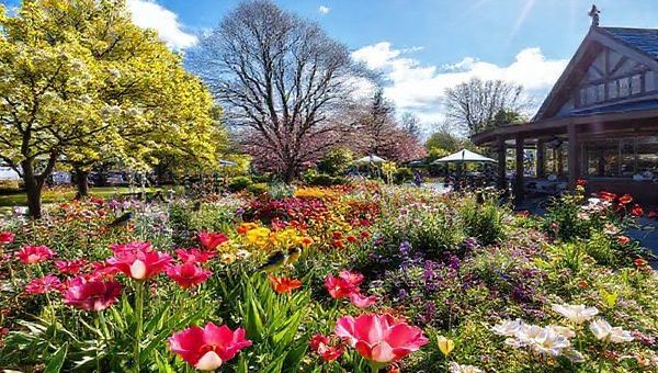 Create a high-definition image depicting the diverse natural beauty of the Manawatū-Whanganui Region in New Zealand, showcasing a vibrant spring scene with blooming gardens at Victoria Esplanade in Palmerston North, surrounded by lush greenery and native birds. Include elements representing the cultural richness of the area, such as local art displays or cozy cafes, all under a bright blue sky with hints of sunshine peeking through the clouds.