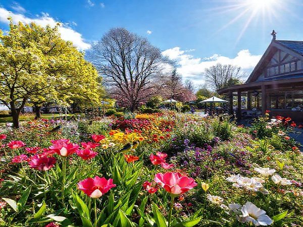 Create a high-definition image depicting the diverse natural beauty of the Manawatū-Whanganui Region in New Zealand, showcasing a vibrant spring scene with blooming gardens at Victoria Esplanade in Palmerston North, surrounded by lush greenery and native birds. Include elements representing the cultural richness of the area, such as local art displays or cozy cafes, all under a bright blue sky with hints of sunshine peeking through the clouds.