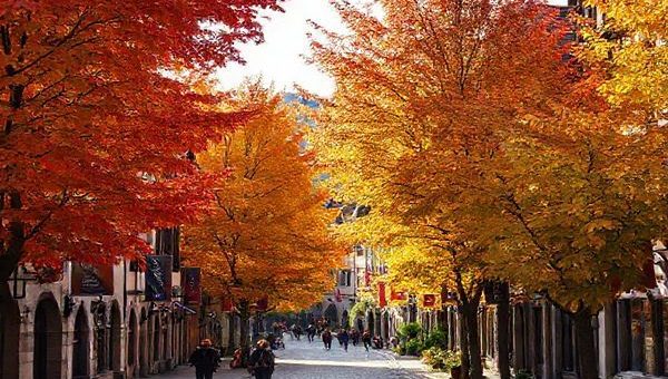A picturesque view of Göttingen, Germany, during autumn, showcasing vibrant trees in hues of red, orange, and gold along cobbled streets. Include the medieval architecture of the university town and students leisurely walking, with a backdrop of the Göttingen Literature Festival banners fluttering in the breeze. Capture the essence of the serene atmosphere with light dappled through the colorful leaves. Make the image in high definition.