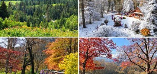 A picturesque landscape of Landkreis Hildburghausen in four distinct seasonal vignettes: **a lush green summer forest with vibrant wildflowers and a lively local festival**, **a serene winter wonderland blanketed in snow with cozy Christmas markets**, **a breathtaking autumn scene filled with red, orange, and yellow foliage** with people hiking, and **a refreshing spring view with blooming flowers and trees coming to life**. Capture the harmony of nature and cultural heritage in high definition.