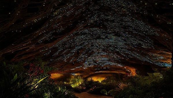 A magical scene inside the Waitomo Glowworm Caves, New Zealand, depicting thousands of glowing worms illuminating dark, cavernous passages like stars in the night sky. Surrounding the cave entrance, lush greenery and vibrant plants showcase a lively summer atmosphere, while the tranquil, almost mystical cave interior invites exploration. The overall ambiance should evoke a sense of wonder and serenity. Please create this image in high definition.