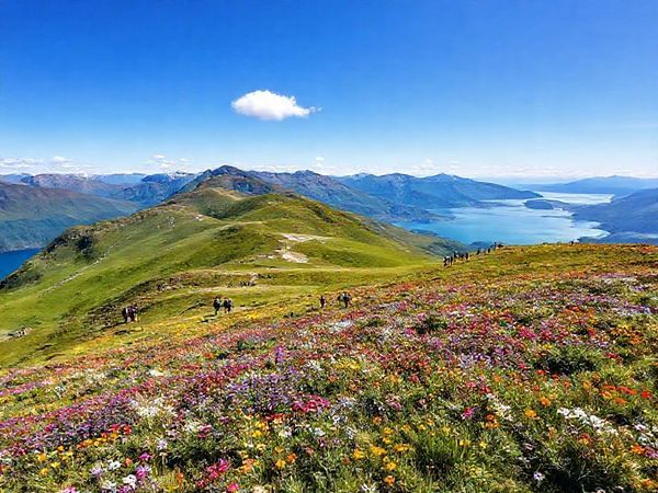 High definition image of Roy’s Peak in New Zealand, showcasing the vibrant summer landscape with lush green alpine fields, colorful wildflowers, and the shimmering blue waters of Lake Wanaka below. The scene is bustling with hikers enjoying the panoramic views, under a bright blue sky with a few fluffy clouds. Capture the lively atmosphere, the beauty of nature, and the sense of adventure, all while emphasizing the majestic peaks surrounding the area.
