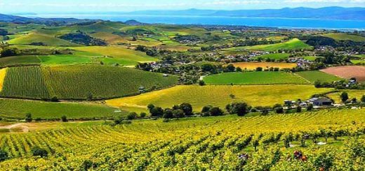 A vibrant landscape of Taupaki, New Zealand, showcasing its pastoral charm with rolling hills, verdant vineyards, and colorful orchards in full bloom. Capture the essence of summer with sun-drenched skies and locals enjoying picnics, while the distant coastline glimmers. Include hints of outdoor festivals and community events. The scene should be rich in color and detail, emphasizing the tranquil beauty and lively atmosphere. High definition.