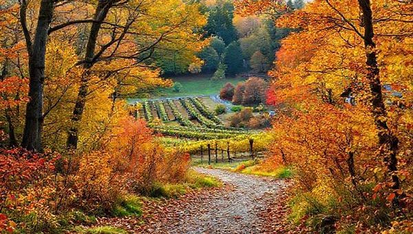 A serene landscape of Lower Hutt District in New Zealand during autumn, showcasing vibrant hues of orange, yellow, and red among lush beech forests. In the foreground, a picturesque trail lined with fallen leaves invites leisurely strolls, while a quaint winery with grapevines in the distance hints at upcoming harvests. Capture the tranquil atmosphere with soft sunlight filtering through the trees, enhancing the cozy, melancholic feel of the season. High definition.