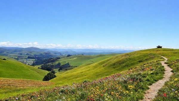 A picturesque view of Otorohanga, New Zealand, showcasing the landscape in vibrant springtime bloom with colorful wildflowers dotting the lush green hills. In the foreground, a serene walking trail invites exploration, while a clear blue sky highlights the beauty of the rejuvenated nature. A hint of Maori cultural elements subtly integrated into the scenery, such as traditional carvings or structures in the background. The scene captures the essence of tranquility and natural beauty, in high definition.