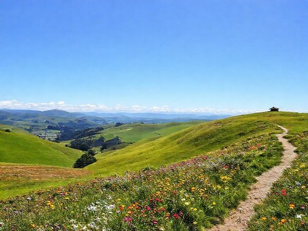 A picturesque view of Otorohanga, New Zealand, showcasing the landscape in vibrant springtime bloom with colorful wildflowers dotting the lush green hills. In the foreground, a serene walking trail invites exploration, while a clear blue sky highlights the beauty of the rejuvenated nature. A hint of Maori cultural elements subtly integrated into the scenery, such as traditional carvings or structures in the background. The scene captures the essence of tranquility and natural beauty, in high definition.