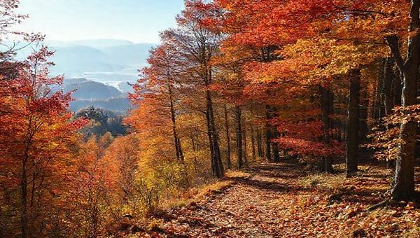 High definition image of Peel Forest Park in New Zealand, showcasing the vibrant colors of fall with trees adorned in red, orange, and gold leaves. Include a serene hiking trail covered in fallen leaves, soft sunlight filtering through the foliage, and a distant view of misty peaks. Capture the tranquility and natural beauty of this idyllic landscape during autumn.
