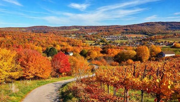 A serene landscape of Landkreis Havelland during autumn, showcasing vibrant hues of orange, red, and gold leaves against a backdrop of rolling hills and quaint towns. A winding path leads through the colorful foliage, inviting cyclists and hikers, while a nearby vineyard bursts with ripe grapes ready for harvest. The sky is a crisp blue, and wisps of clouds float lazily above. High definition.