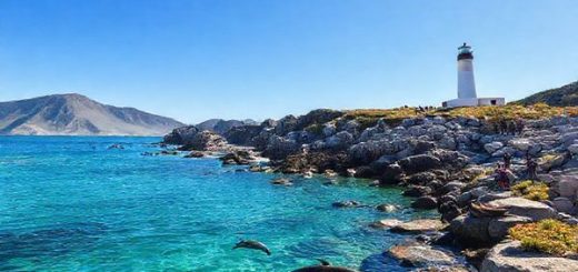 Create a breathtaking high-definition image of Palliser Bay, showcasing its rugged coastal charm and dramatic cliffs. Capture the scene during summer, with sunlit beaches filled with vibrant wildflowers, playful dolphins swimming in the crystal-clear waters, and the majestic lighthouse standing tall against a bright blue sky. Add a few New Zealand fur seals basking on the rocks and hikers exploring the iconic Putangirua Pinnacles in the background to illustrate the beauty and adventure that awaits visitors.