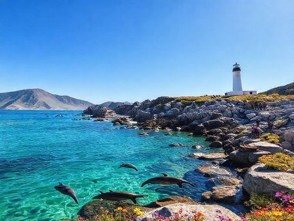 Create a breathtaking high-definition image of Palliser Bay, showcasing its rugged coastal charm and dramatic cliffs. Capture the scene during summer, with sunlit beaches filled with vibrant wildflowers, playful dolphins swimming in the crystal-clear waters, and the majestic lighthouse standing tall against a bright blue sky. Add a few New Zealand fur seals basking on the rocks and hikers exploring the iconic Putangirua Pinnacles in the background to illustrate the beauty and adventure that awaits visitors.