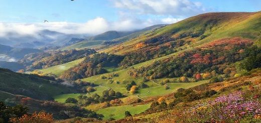 A serene landscape of Wainuiomata, New Zealand, showcasing the tranquil beauty of each season: vibrant summer foliage, cozy winter mists, colorful autumn leaves, and blooming spring flowers. Capture the lush green hills, crisp air, and winding trails, while incorporating native birds like the tui and New Zealand pigeon in flight. The scene should evoke a sense of peaceful exploration, inviting viewers to immerse themselves in nature's beauty. Create this in high definition.