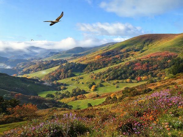 A serene landscape of Wainuiomata, New Zealand, showcasing the tranquil beauty of each season: vibrant summer foliage, cozy winter mists, colorful autumn leaves, and blooming spring flowers. Capture the lush green hills, crisp air, and winding trails, while incorporating native birds like the tui and New Zealand pigeon in flight. The scene should evoke a sense of peaceful exploration, inviting viewers to immerse themselves in nature's beauty. Create this in high definition.