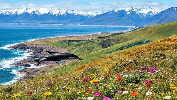 A breathtaking view of the Kaikōura District in New Zealand, showcasing the dramatic coastline where snow-capped mountains meet vibrant blue seas. Include playful dolphins leaping from the waves and a majestic sperm whale diving in the background, surrounded by lush green hills dotted with blooming wildflowers. Capture the essence of each season: sun-drenched summer beaches, tranquil snow-laden winter peaks, colorful autumn foliage, and blossoming spring landscapes, all in one harmonious scene. Please render this image in high definition.