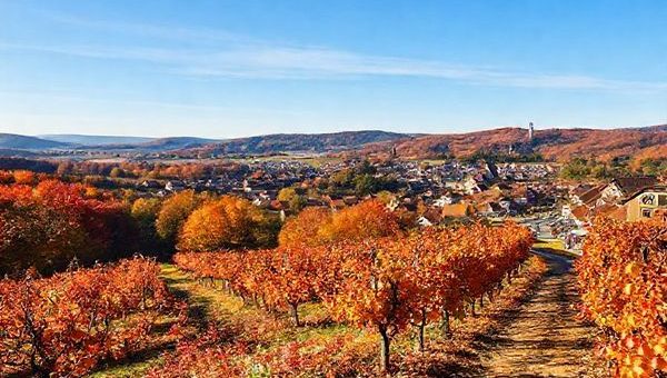 A breathtaking landscape of Thüringen in autumn, showcasing a vibrant tapestry of red, orange, and gold foliage. In the foreground, a winding hiking trail leads through a picturesque vineyard with ripe grapes. In the background, charming historic towns with cobblestone streets are framed by rolling hills under a clear blue sky. Capture the essence of the Onion Market Festival with stands displaying local crafts and edibles. Render this scene in high definition, emphasizing the warm colors and tranquil atmosphere of an autumn day.