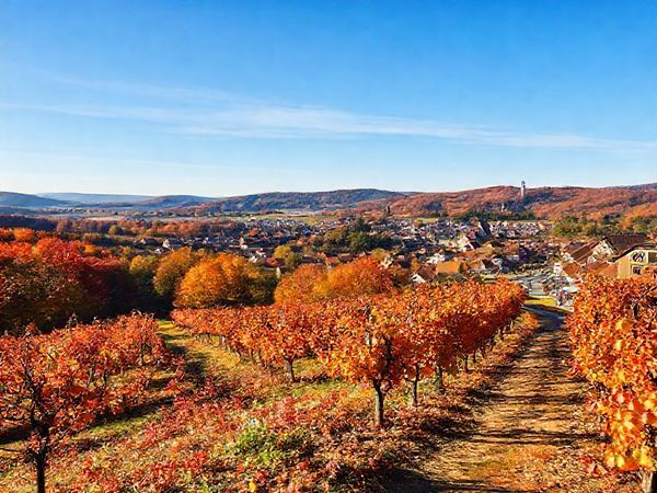 A breathtaking landscape of Thüringen in autumn, showcasing a vibrant tapestry of red, orange, and gold foliage. In the foreground, a winding hiking trail leads through a picturesque vineyard with ripe grapes. In the background, charming historic towns with cobblestone streets are framed by rolling hills under a clear blue sky. Capture the essence of the Onion Market Festival with stands displaying local crafts and edibles. Render this scene in high definition, emphasizing the warm colors and tranquil atmosphere of an autumn day.