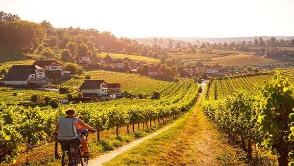 A vibrant summer scene along the German Wine Route, showcasing lush vineyards and charming villages under warm golden sunlight. Tourists enjoy leisurely bicycle rides and strolls through the vibrant landscape, with grapevines creating a mesmerizing patchwork. Festive decorations hint at wine festivals, while the air is filled with laughter and the scent of fresh grapes. High definition.