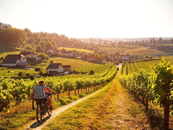 A vibrant summer scene along the German Wine Route, showcasing lush vineyards and charming villages under warm golden sunlight. Tourists enjoy leisurely bicycle rides and strolls through the vibrant landscape, with grapevines creating a mesmerizing patchwork. Festive decorations hint at wine festivals, while the air is filled with laughter and the scent of fresh grapes. High definition.