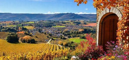 A breathtaking view of Blenheim, New Zealand, capturing the essence of its four seasons: vibrant summer vineyards with sun-drenched grapes, a cozy winter cellar door with warm tones, a fall landscape featuring golden leaves against the blue sky, and a spring garden bursting with colorful blooms. The image should be lush, full of life, and painted in a stunning high-definition style, showcasing the natural beauty and cultural allure of this picturesque town.