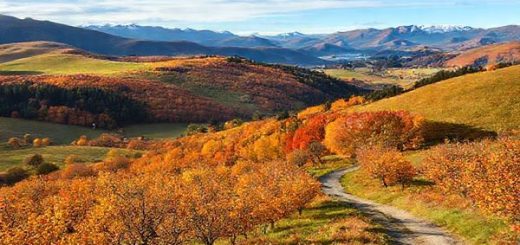 Create a high-definition image showcasing the stunning landscapes of Tasman District in New Zealand, capturing the vibrant colors of autumn with amber and gold foliage. Include rolling hills, peaceful orchards ripe with apples and cherries, and a backdrop of lush national parks. Add a tranquil atmosphere with a hint of a clear blue sky and a winding path inviting exploration, conveying the serene charm of fall in this enchanting region.