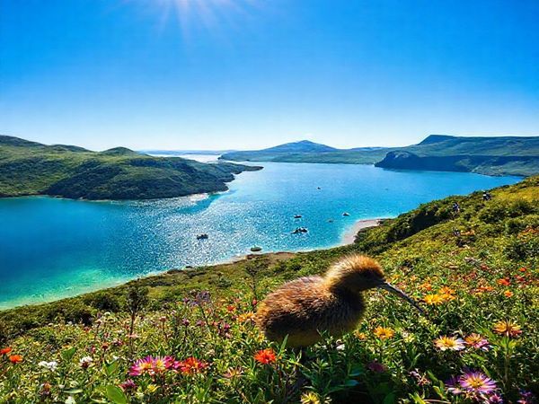 A breathtaking view of Stewart Island, showcasing its lush green landscapes under a radiant summer sun, dotted with vibrant wildflowers and crystal-clear waters. In the foreground, a kiwi bird peeks through the foliage, while adventurous hikers traverse the iconic Rakiura Track. The backdrop features the tranquil Paterson Inlet, where colorful kayaks glide along the sparkling surface, and majestic cliffs rise on the horizon. The sky is a brilliant blue, hinting at the island’s charm as a year-round destination.