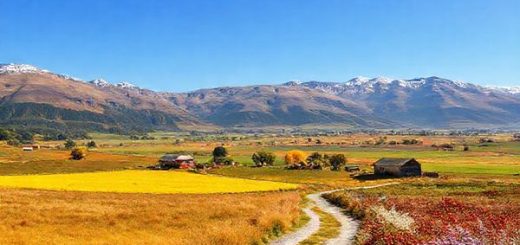 **Create a high-definition image of the Waimate District in New Zealand, showcasing the vibrant landscapes of each season: summer's golden fields, winter's frosty embrace, autumn's amber leaves, and spring's blooming flora. Include a picturesque historical trail winding through the scenery, with hints of local wildlife and charming architecture scattered throughout. The image should evoke a sense of adventure and tranquility in this captivating region, with a clear blue sky above.**