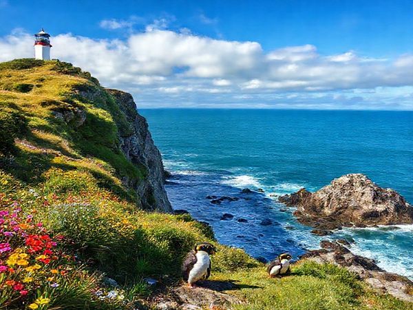 A breathtaking view of Nugget Point, New Zealand, during a vibrant spring morning, showcasing lush greenery and colorful wildflowers on the cliffs. The iconic lighthouse stands proudly at the edge of the rugged promontory, with gentle waves crashing against the rocks below and a few yellow-eyed penguins playfully waddling along the shore. The sky is bright blue with fluffy white clouds, capturing the essence of nature awakening in high definition.