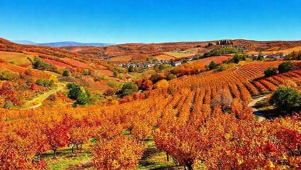 A picturesque view of Ahr Valley in autumn, with vineyards ablaze in shades of fiery red, gold, and orange under a clear blue sky. Include winding paths lined with trees shedding leaves and a quaint village in the distance. Captivate the essence of wine harvest celebrations with cheerful visitors enjoying wine tasting amidst the vibrant scenery. Render this image in high definition.