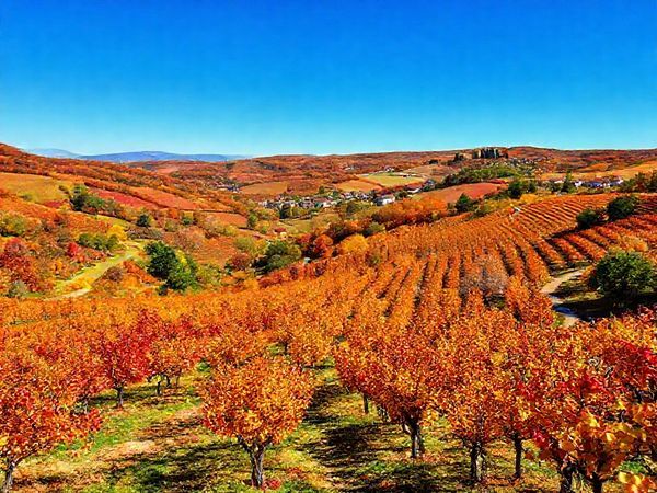 A picturesque view of Ahr Valley in autumn, with vineyards ablaze in shades of fiery red, gold, and orange under a clear blue sky. Include winding paths lined with trees shedding leaves and a quaint village in the distance. Captivate the essence of wine harvest celebrations with cheerful visitors enjoying wine tasting amidst the vibrant scenery. Render this image in high definition.