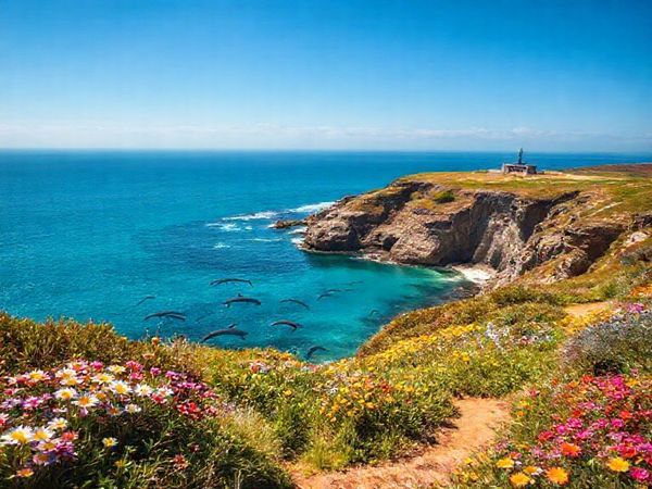A breathtaking high-definition image of Godley Head in summer, showcasing vibrant coastal scenery with the stunning Pacific Ocean in the background. The foreground features warm sunshine illuminating lush trails lined with blossoming wildflowers, while playful dolphins frolic in the azure waters below. Include historical World War II coastal defense structures standing proudly among the rugged cliffs, creating a perfect blend of natural beauty and maritime history.