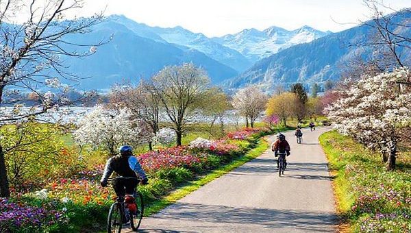 Create a high-definition image of Oberbayern during spring, showcasing vibrant landscapes filled with colorful flowers and budding trees. Include cyclists enjoying the scenic paths alongside serene lakes, with the majestic Bavarian Alps in the background. The atmosphere should convey a sense of tranquility and renewal, capturing the essence of the region's charm as winter melts away.