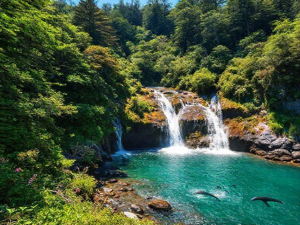 **High definition image prompt:** A breathtaking scene of Catlins Forest Park in New Zealand, showcasing a vibrant summer landscape with lush green foliage, cascading McLean Falls, and glimpses of playful dolphins and sea lions near the rocky shores. The sun shines brightly, illuminating the diverse flora and inviting hiking trails. Add ethereal wildlife and a sense of tranquility, capturing the park's adventurous spirit.