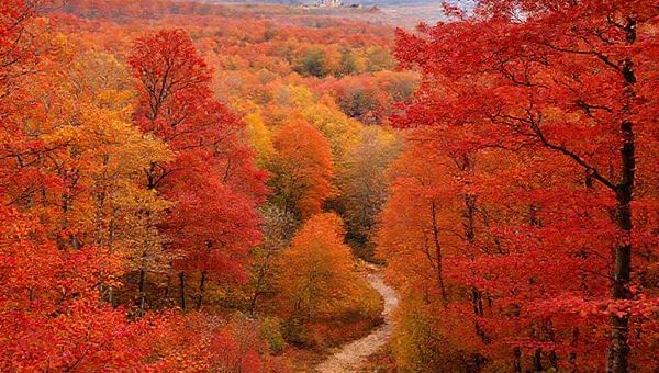 A breathtaking, high-definition landscape of Teutoburg Forest in autumn, showcasing a vibrant tapestry of red, orange, and gold leaves against a backdrop of ancient trees. Include a peaceful hiking trail winding through the foliage, with distant views of the Hermann Monument peeking through the trees. Capture the essence of a serene fall day, with a light breeze rustling the leaves and hints of nearby harvest festivals in the charming towns surrounding the forest.