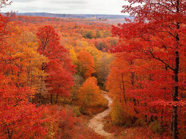 A breathtaking, high-definition landscape of Teutoburg Forest in autumn, showcasing a vibrant tapestry of red, orange, and gold leaves against a backdrop of ancient trees. Include a peaceful hiking trail winding through the foliage, with distant views of the Hermann Monument peeking through the trees. Capture the essence of a serene fall day, with a light breeze rustling the leaves and hints of nearby harvest festivals in the charming towns surrounding the forest.