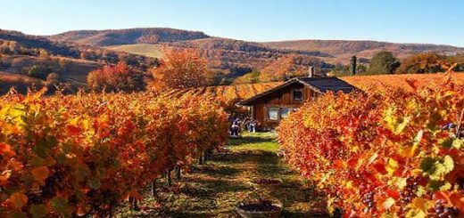 High definition image of Weinkellerei Heilbronn in autumn, showcasing vibrant vineyards with leaves in shades of amber and scarlet. Capture visitors participating in grape-picking events against a backdrop of rolling hills and a clear, crisp sky, with baskets full of ripe grapes scattered around. Include a cozy rustic winery building nestled among the colorful vines, evoking the essence of the harvest celebration.