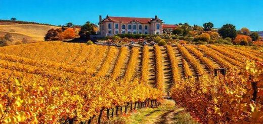 Create a high-definition image of the Hawke's Bay Region in vibrant autumn, showcasing rolling vineyards ablaze with golden and russet hues, framed by a crisp blue sky. Include a picturesque Art Deco building in the background, and capture the essence of a wine harvest with grapes being crushed and people enjoying wine tastings. The foreground should feature a scenic hiking trail lined with colorful foliage, inviting viewers to explore the serene beauty of this captivating landscape.