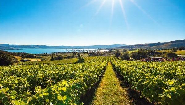 A stunning high-definition image of Marlborough District at the peak of summer, showcasing lush green vineyards under a bright blue sky, with sunlit grapevines ripening in the warm sun. Include elements of vibrant cultural festivities, such as people enjoying wine tastings and engaging in outdoor activities like kayaking in the crystal-clear Marlborough Sounds, framed by rugged coastlines and distant hills. The scene should exude a lively yet tranquil atmosphere, capturing the essence of this beautiful New Zealand region.