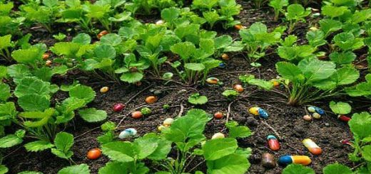 A vivid high-definition image of a lush, green field dotted with vibrant leafy vegetables, intertwining roots visibly reaching into the soil, amidst a backdrop of recycling symbols and pharmaceutical capsules blending into the earth. The scene should capture both the beauty of sustainable agriculture and the hidden dangers of chemical contamination, conveying an intricate balance between innovation and caution in food production.